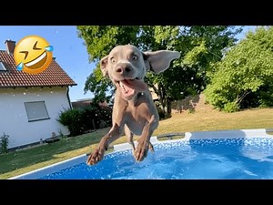 The Funniest Dogs in Water –Epic Jumps, Splashing & Chilling; Ultimate Funny Dog Video!
