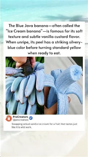 This blue banana reportedly tastes like vanilla ice cream. #BlueJava