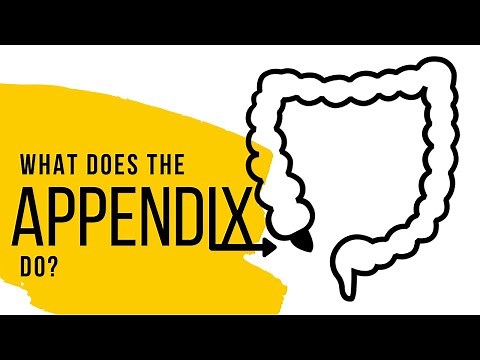 What does the appendix do? -- Explained! (E)
