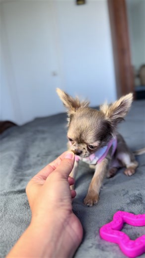 #teacupchihuahua #luxurypuppy #chihuahiasoftiktok #chihuahua #chihuahua