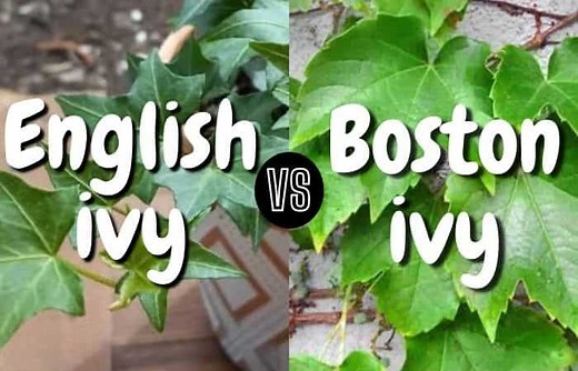 English Ivy Vs Boston Ivy (Differences & Similarities)