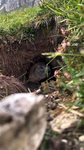 🇪🇸La marmota alpina (𝑀𝑎𝑟𝑚𝑜𝑡𝑎 𝑚𝑎𝑟𝑚𝑜𝑡𝑎) / 🇳🇿The Alpine marmot