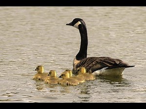 Managing Nuisance Canada Geese