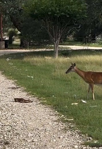 Why Baby Deer Stay Still: Fawn Hiding Behavior Explained