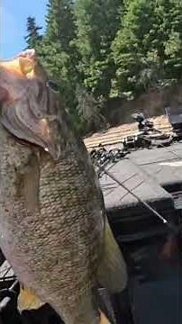 NEW PB 8+ Pound Smallmouth Bass