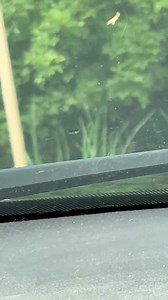 Thursday, May 1, 2025 my first stop. Here the sentry (one of the fence cats)waits until I turn in the alley and then runs to signal the others that dinner is coming. | Donald Brown Sr.