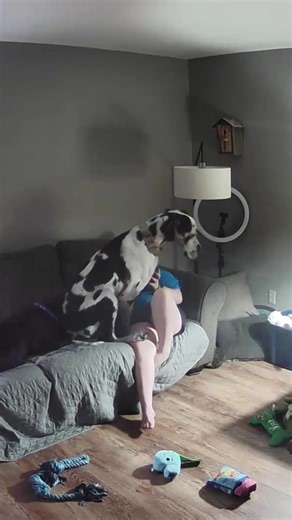 16K views · 3.6K reactions | I love to cuddle my little human her lap is the best lap in the house #lapdog #bigdog #cuddledog #greatdane #bestdogever | Larry_the_great_dane | Facebook