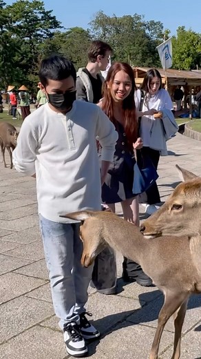 Nara deer park | NARA DEER