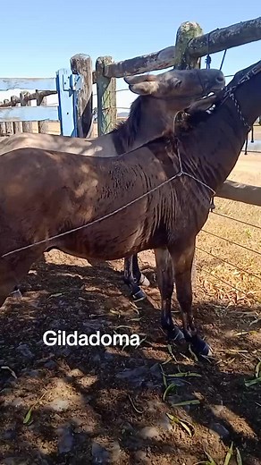 Playful Interaction Between Two Donkeys