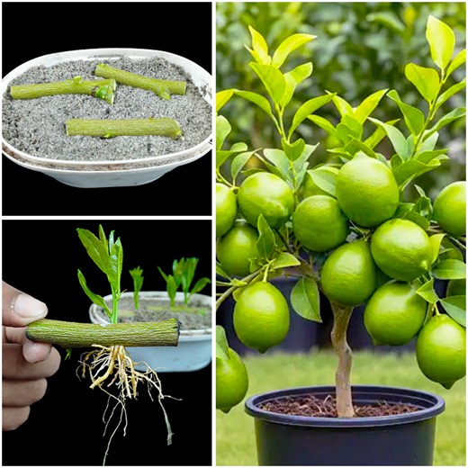 Best & easy way to growing lemon plant at home || Stem to plant method in this video | DIY IndoorGarden