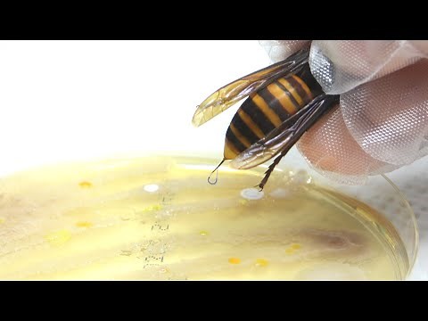 When bacteria are exposed to hornet venom...