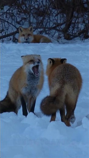 Fox Calling compilation