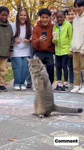 143K views · 5K reactions | Cat Starts Dancing, Kids Go Wild  #FunnyCats #CatDance #PetComedy #LOL | Animal Stories | Facebook