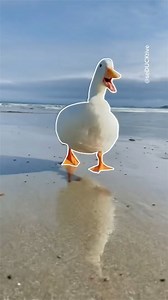 422K views · 3.8K reactions | Duck Doing the Outline Trend 朗 #duck #trendingreels #funnyanimals | seducktive | Facebook