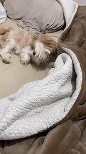 lazy sleeper | My Shih tzu world