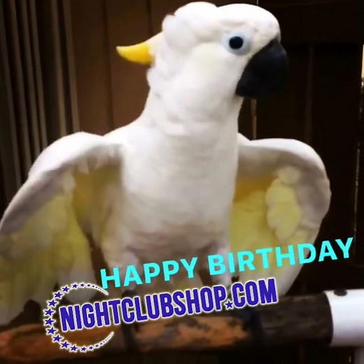 Cockatoo sings "HAPPY BIRTHDAY" for Everyone! Share it, Use it, One Love! Nightclubshop #CatalinaVIP