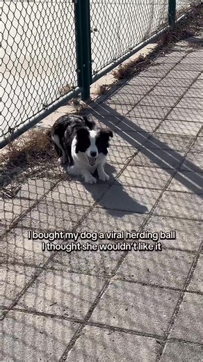 Best Dog Herding Ball for Ultimate Playtime