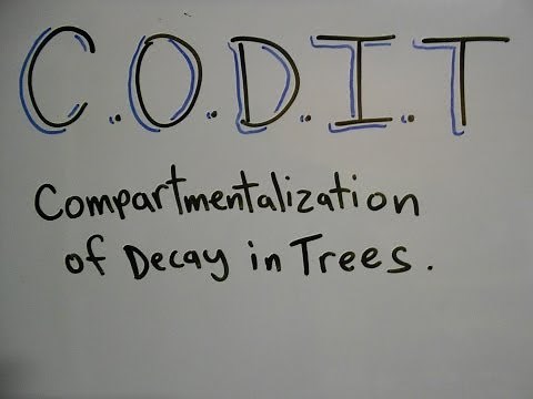 Plant ID: Compartmentalization of Decay in Trees (CODIT)