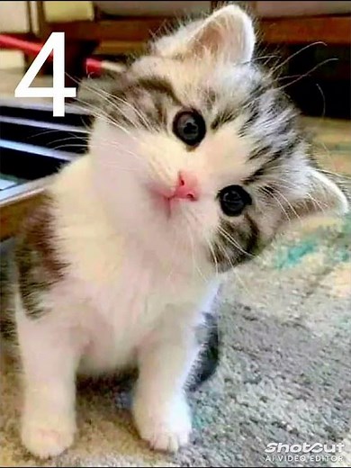 pet cat (cute addition)🤭💓