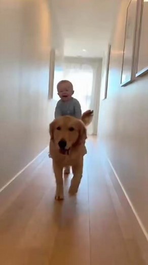 18K views · 424 reactions | Baby riding a dog  #cute #baby #cutebaby | Pretty Litte Things | Facebook