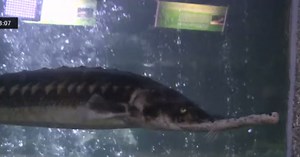 Acvariul din Constanţa are 5 exemplare de cegă. Specialiştii speră să atingă jumătate de metru lungime