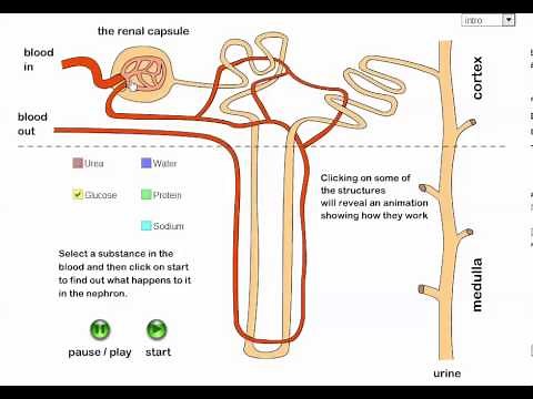 Excretion and the Kidney (Part 6) (IB Biology)