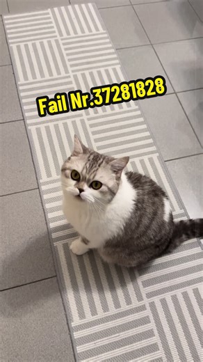 Exceptional Service for Cats