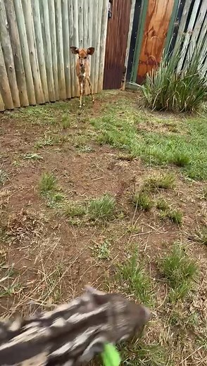 10K views · 200 reactions | Bushpigs can't talk... 樂 So this little piglet decided to show us just how pleased he was, much to Nyala lambs disgust, with his new ourdoor enclosure... 珞 We love what we do, and how we do it... ❤ #freemewildlife #fondationbrigittebardot #lovewildlife #lovepeople #lovenature | FreeMe Wildlife | Facebook