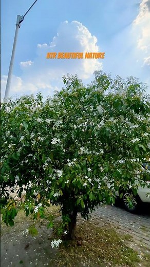 🌿 IIT Roorkee Campus Tour | Beautiful Green Campus View 🌳 #iitroorkeecampustour