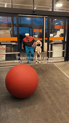 Pappy The Poodle on Instagram: "Pappy will always be your truest fur friend. #furfriend #furfriendsforever #puppylife🐾 #dogsofinsta"