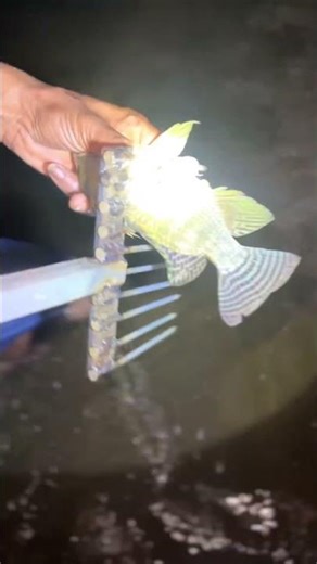 Fishing at bharathapuzha🐟 | fishing | live fishing | fishing | river fish | #fish #fishing #shorts