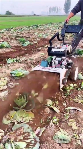 Operating a Motorized Cabbage Waste Chopper to Enrich Soil in the Field