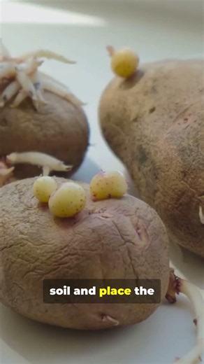 Grow Potatoes Anywhere