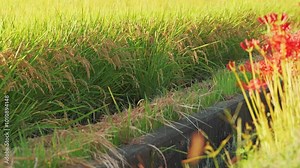 Japanese farm village, rice paddies in autumn, before rice harvest Stock Video