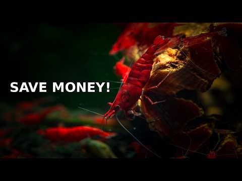 10 Cheap Household Foods Your Shrimp Will Love 💚