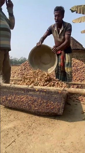 Traditional Turmeric Processing – From Root to Powder