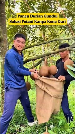 Harvest Durian Without Wounds⁉️ Meet the Bald Durian‼️