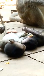 2.5K views · 472 reactions | Ellen divides time for baby Eden to play with buddy Elfi, release for free to enjoy fun more than before #AnimalsShelter #AmberTroop #LovelyMonkey #EdenMonkey #EllenMonkey #ElfiMonkey | Animals Shelter | Facebook