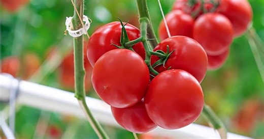 Nature Fresh Farms | Dell Canada