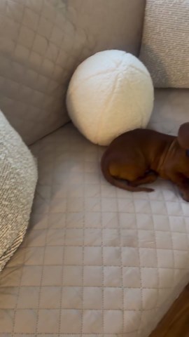 HOMERILLA Reversible 3 Cushion Couch Cover for Dogs Water Resistant Washable Pets Furniture Protector Sofa Cover with Elastic Straps (68" Sofa, Chocolate/Beige)
