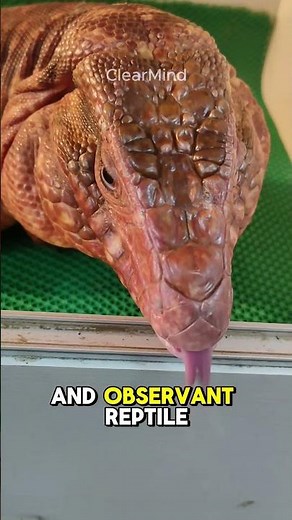 Top 5 Smart Reptiles You Didn’t Know Existed! | Smart Reptile Facts