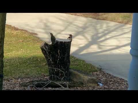 Northern Flicker Territorial Display: The Flicker Dance