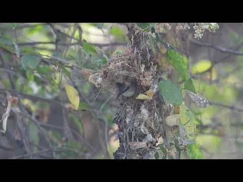 Female purple-rumped sunbird taking good care of her eggs in the safe environment of her nest, Pune