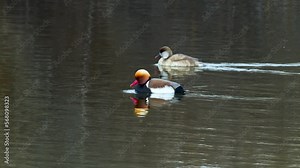 Wildlife - birds. The red-crested pochard is a diving duck. They live in lakes and other closed waters, they are also seen in the seas. It feeds on leaves, stems and roots of aquatic plants.