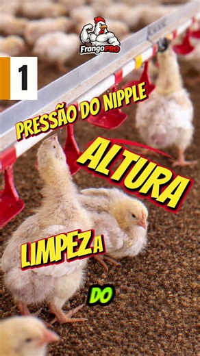 Frangos COMEM... mas NÃO CRESCEM (OLHA ISSO) 👀