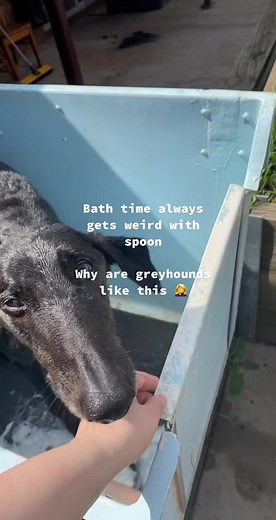 Funny Greyhound Bath Time Mishaps