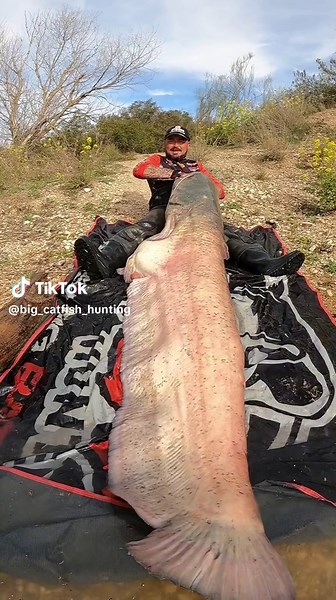 Catch and Release Fishing for Monster Catfish in Spain