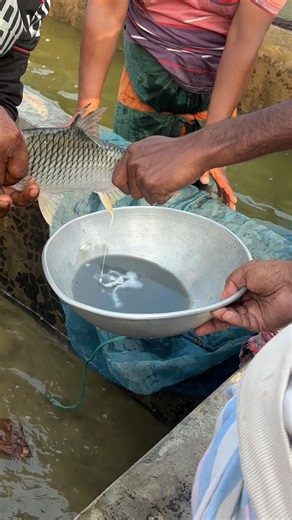 amazing indian cross puti fish eggs callet farming #shorts