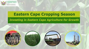 Investing in Eastern Cape Agriculture for Growth | Eastern Cape Department of Agriculture