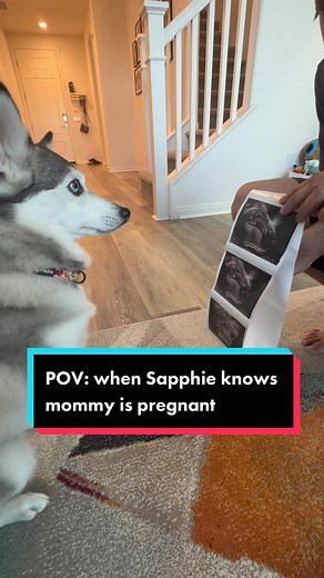 Dog's Pregnancy Journey: Signs Your Dog Knows You're Pregnant
